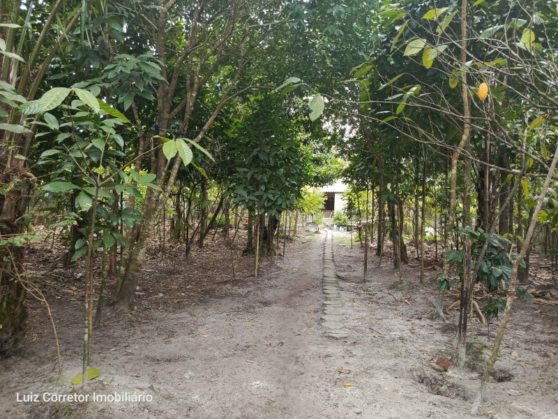 CHÁCARA RIO NEGRO, EM RUA PRINCIPAL,,MUITOS PÉS DE FRUTAS.